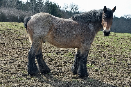 Nature farm animal pasture Photo