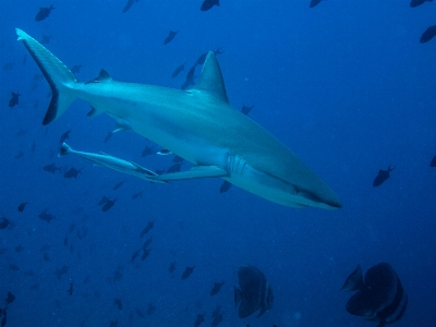 Sea ocean diving underwater Photo