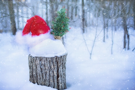 Tree branch snow winter Photo