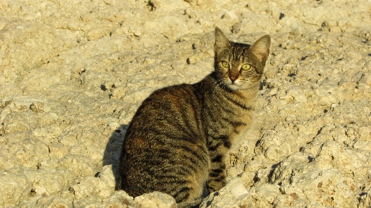 Beach outdoor animal cute Photo