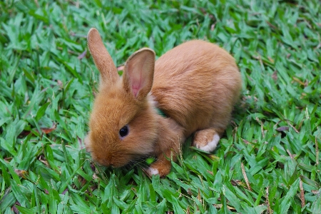 Foto Natura erba animale carino