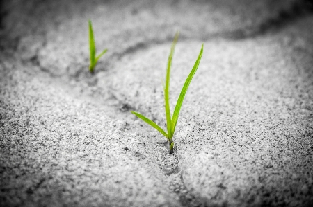 Hand tree nature grass Photo