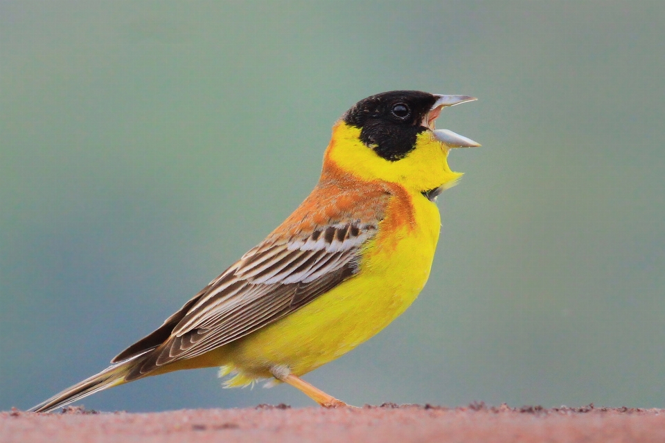 Uccello becco giallo robin