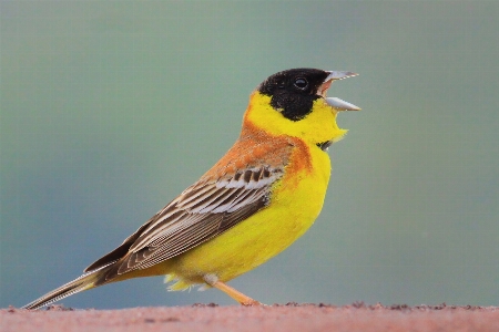 Foto Pássaro bico amarelo robin