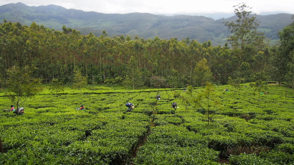 Pohon hutan gurun
 gunung