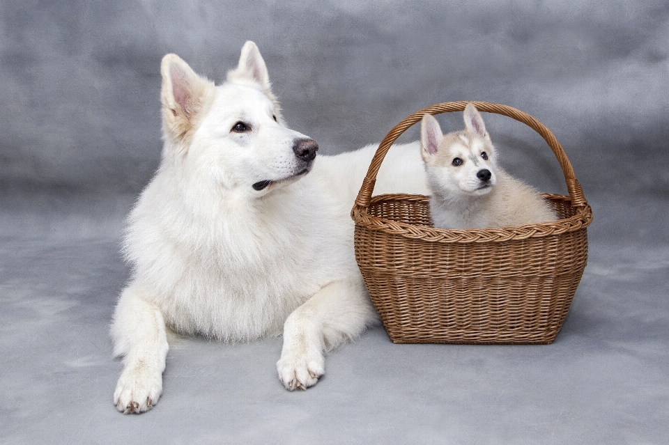 甘い 子犬 犬 かわいい