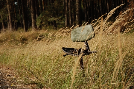 Tree nature forest grass Photo