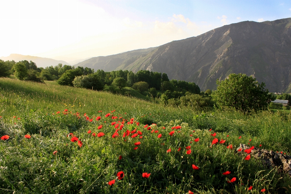 Landscape nature grass wilderness