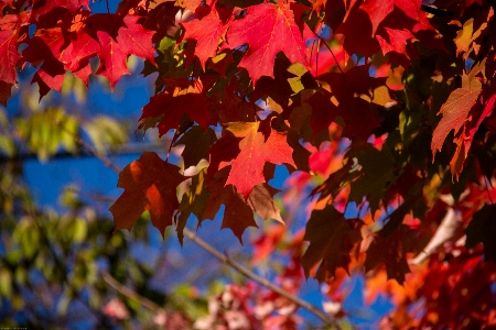 Tree nature branch plant Photo