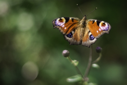 Foto Naturaleza ala fotografía flor