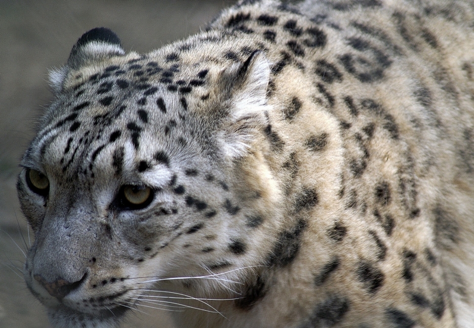 動物 野生動物 動物園 毛皮