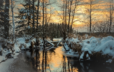 風景 木 自然 森 写真