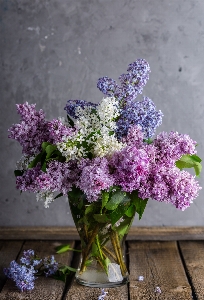 Nature branch blossom plant Photo