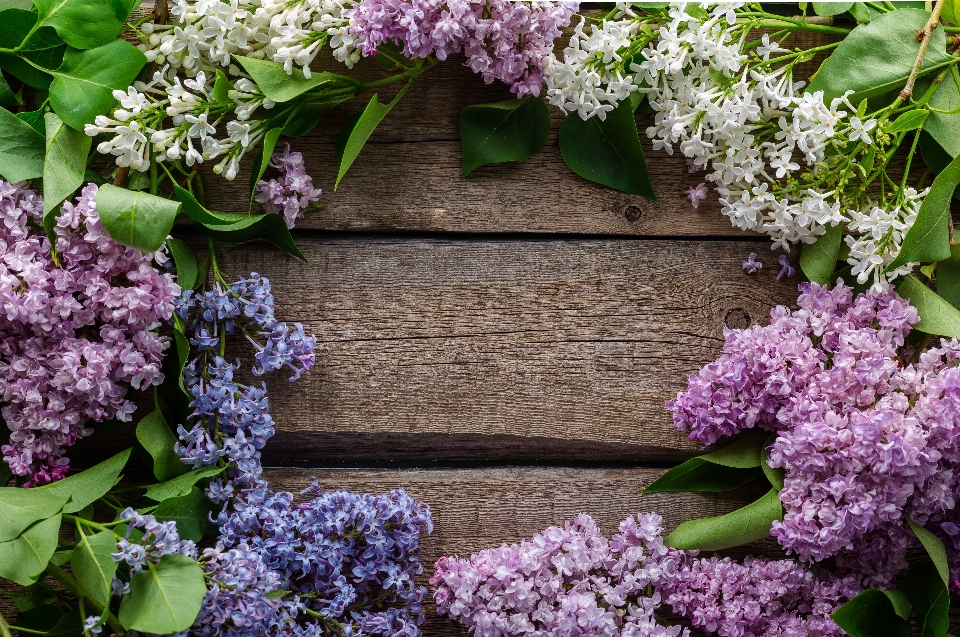 Naturaleza florecer planta flor