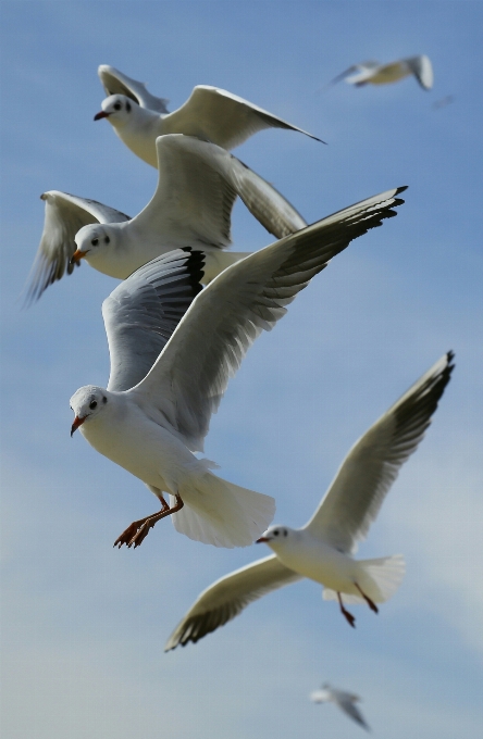 Bird wing sky seabird