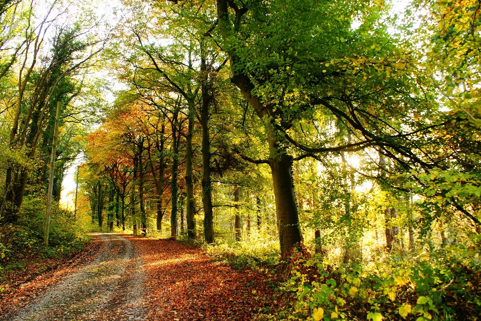 Landscape tree nature forest