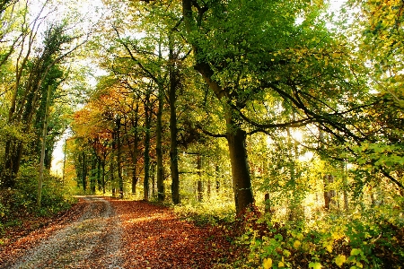 Landscape tree nature forest Photo