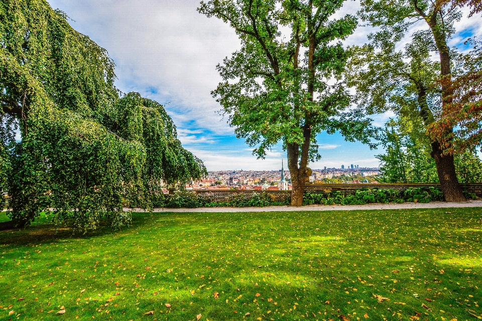 Paesaggio albero erba pianta