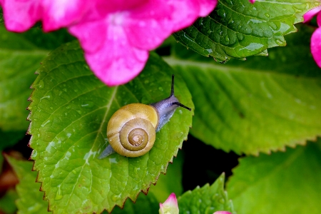 Zdjęcie Natura zakład fotografia liść