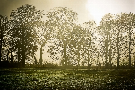 Landscape tree nature forest Photo