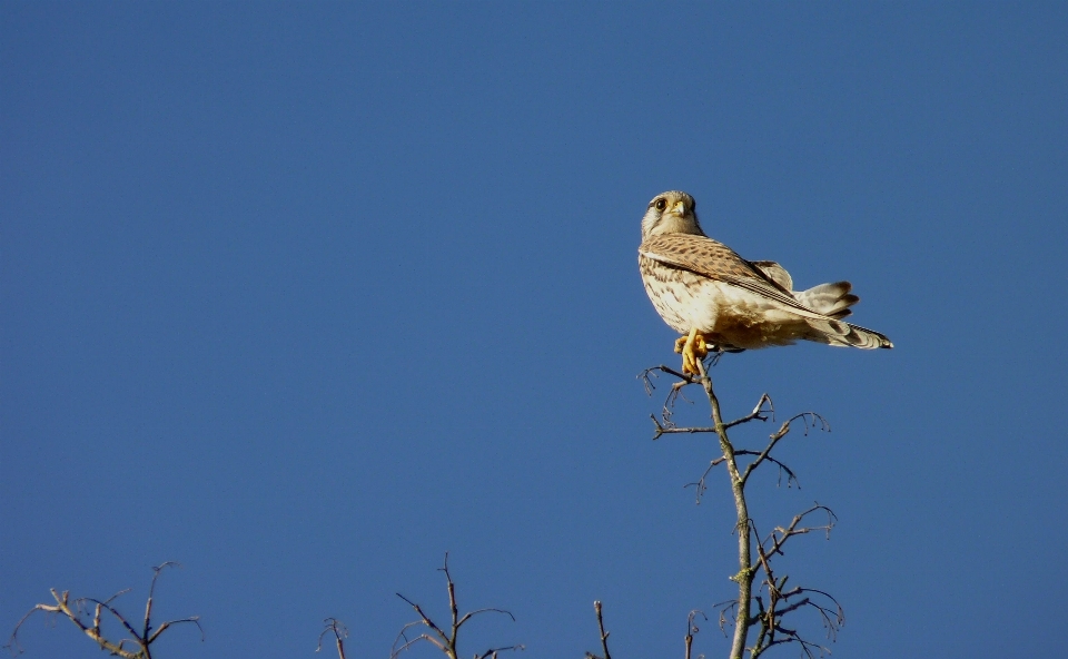 Landscape nature branch bird