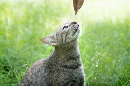 草 動物 野生動物 ペット 写真