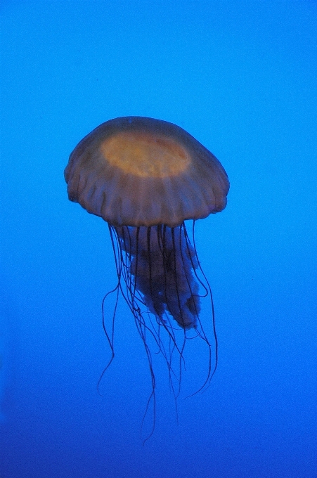 Mar agua naturaleza océano