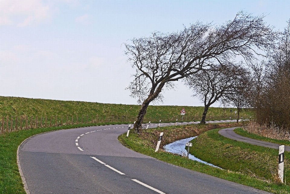 Albero erba strada autostrada