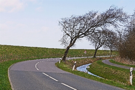 Tree grass road highway Photo