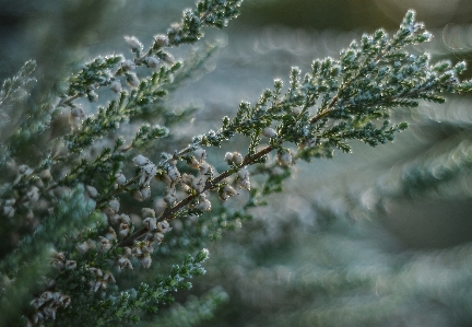 Tree nature branch snow Photo