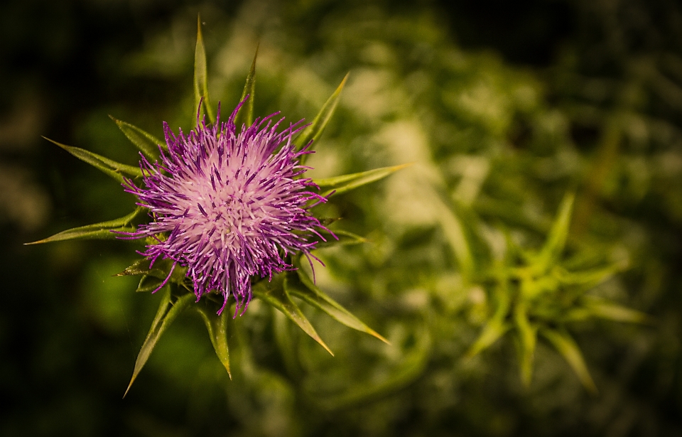 Nature herbe usine la photographie