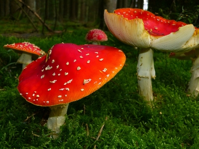 Flower moss botany mushroom Photo