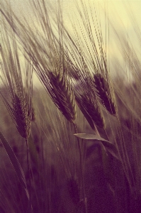 Grass plant field photography Photo