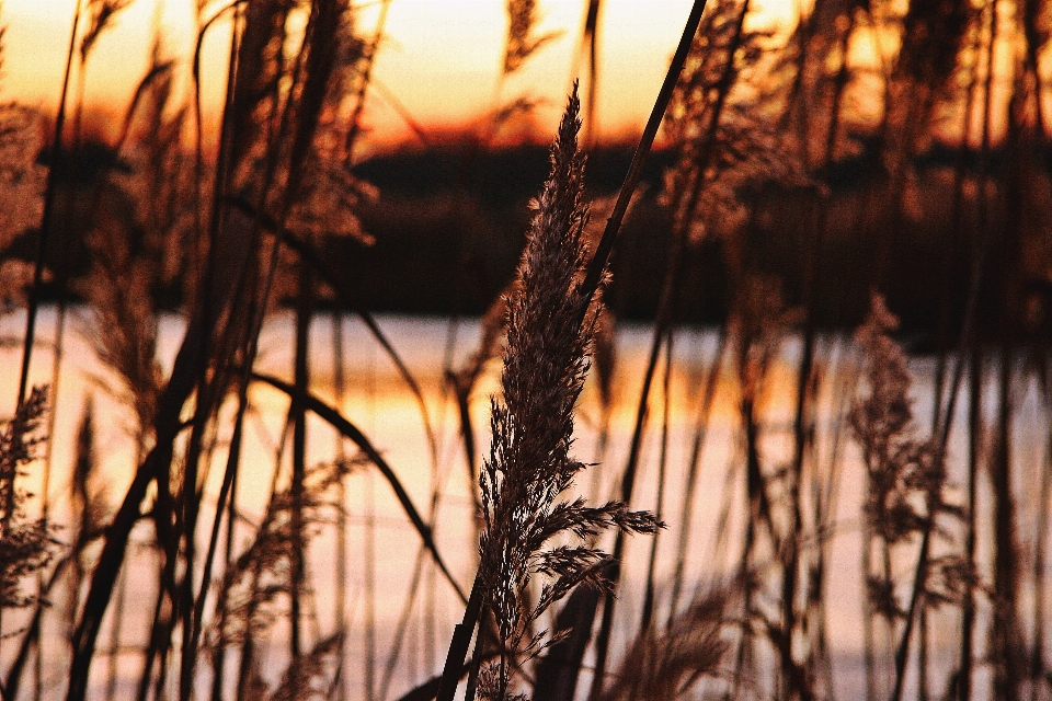 дерево вода природа лес