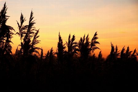 Nature grass horizon winter Photo