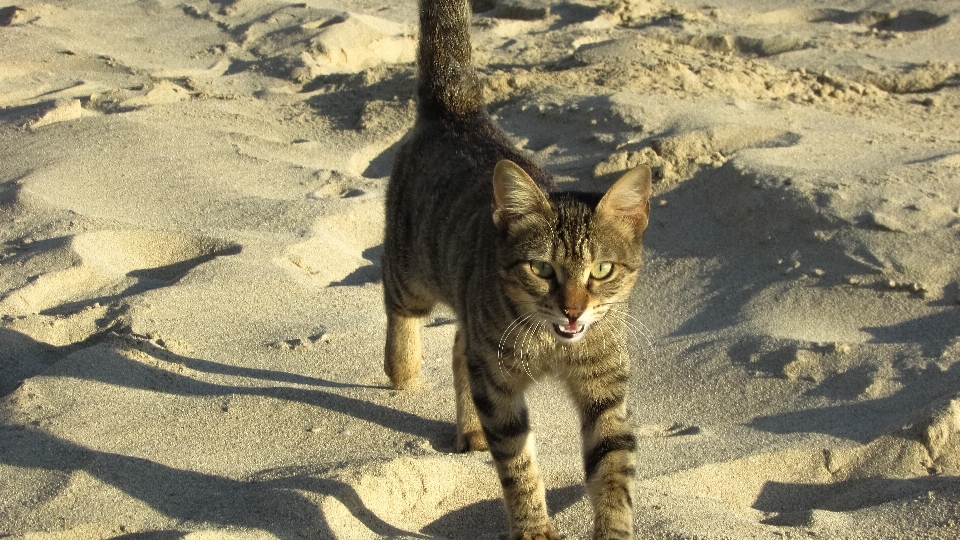 Beach outdoor animal cute