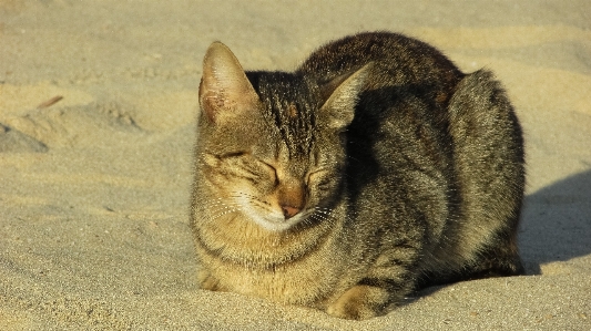 Beach outdoor animal cute Photo