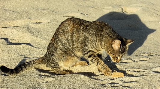 Beach outdoor animal cute Photo