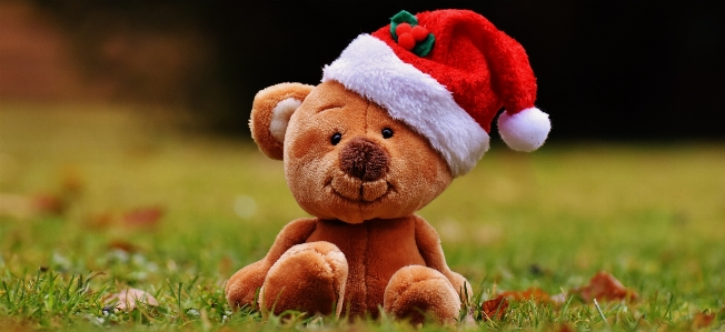 Blume weihnachten spielzeug teddybär
 Foto