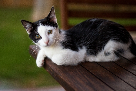 Masa beyaz hayvan kentsel Fotoğraf