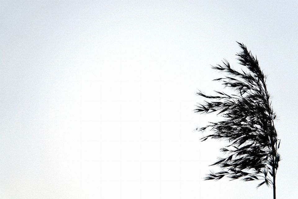 Tree grass branch silhouette