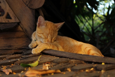 Foto Natureza ar livre animal bonitinho