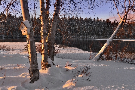 Tree water forest branch Photo