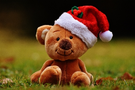 Bear christmas toy teddy Photo