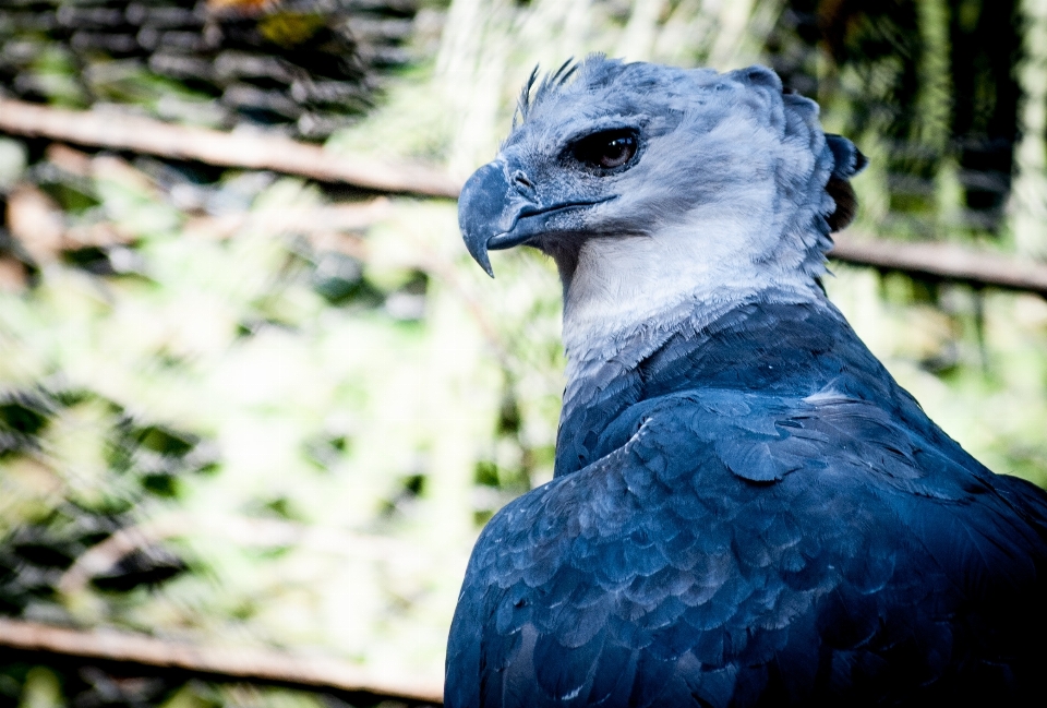 自然 鳥 野生動物 嘴