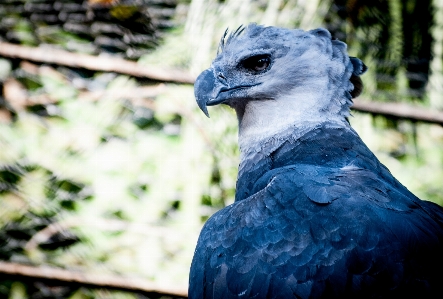 Nature bird wildlife beak Photo