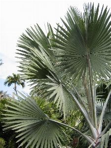 Tree nature branch plant Photo