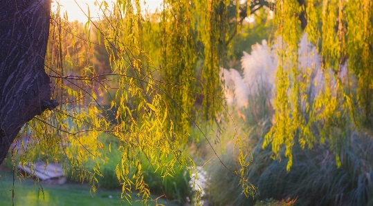 Landscape tree nature forest Photo