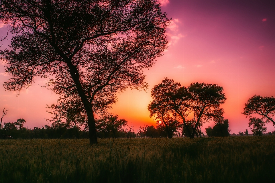 Krajobraz drzewo natura oddział