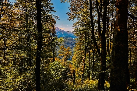 Landscape tree nature forest Photo